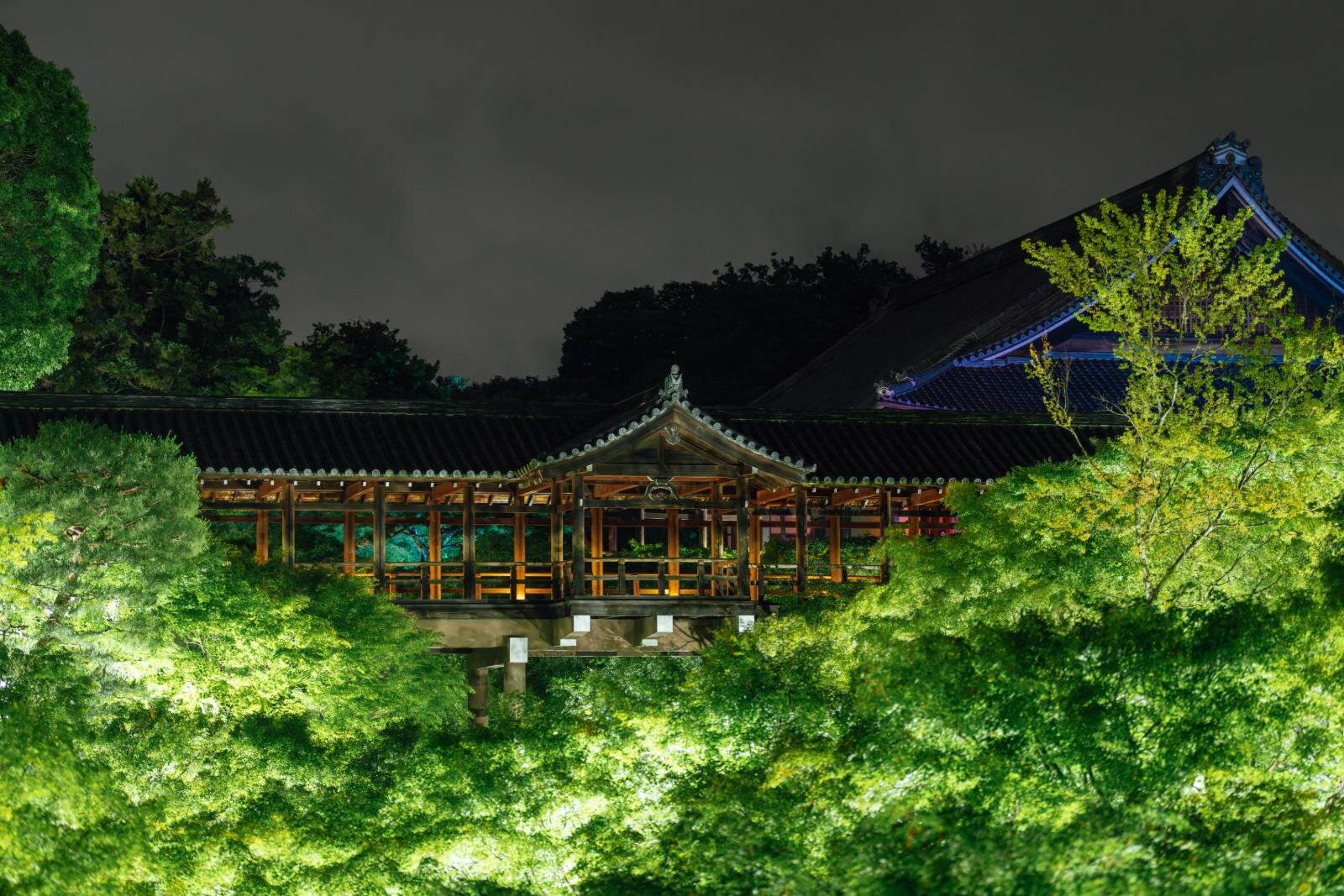 ZEN NIGHT 東福寺青楓